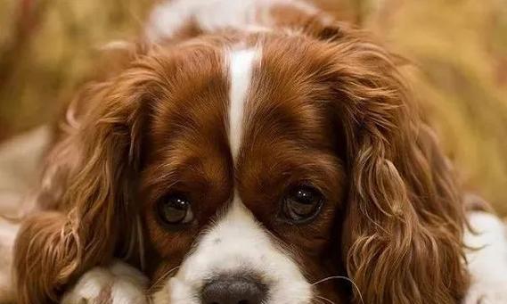 狗狗临产前的变化与不同寻常的反应（揭秘狗狗即将生产的神奇变化和行为表现）(图1)