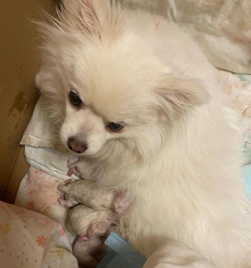 狗狗临产前的变化与不同寻常的反应（揭秘狗狗即将生产的神奇变化和行为表现）(图2)