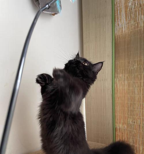 孟买猫的价格和饲养技巧（了解孟买猫的价格，掌握科学饲养技巧，让你的猫咪健康快乐）(图3)