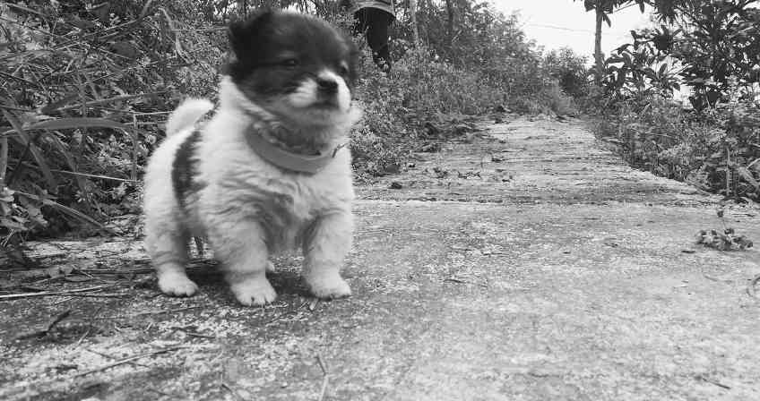 土狗小狗出生后多久能走路？（探究土狗小狗的行动发育时间）(图1)