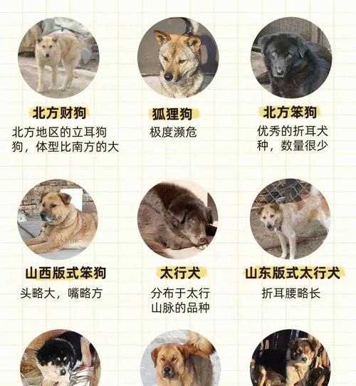 土狗小狗出生后多久能走路？（探究土狗小狗的行动发育时间）(图2)