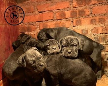 家庭护卫犬（探究两种猛犬的特点与适用性）(图1)