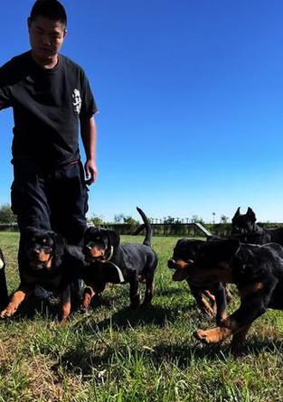 家庭护卫犬（探究两种猛犬的特点与适用性）(图2)