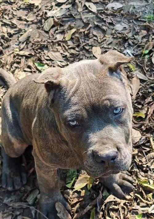 家庭护卫犬（探究两种猛犬的特点与适用性）(图3)