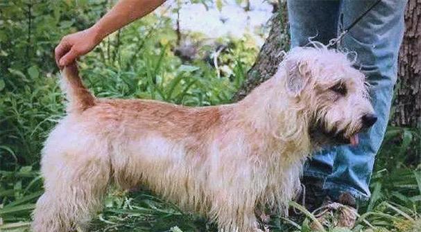 小狗断尾（探讨小狗断尾后的康复时间和注意事项）(图2)