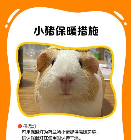 如何判断荷兰猪怀孕多久了？（荷兰猪怀孕周期及判断方法）(图1)