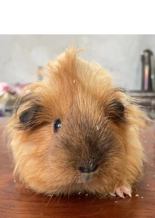 如何判断荷兰猪怀孕多久了？（荷兰猪怀孕周期及判断方法）(图2)