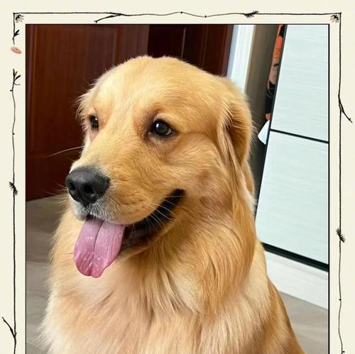 养金毛需注意的事项（宠物金毛养护指南）(图2)