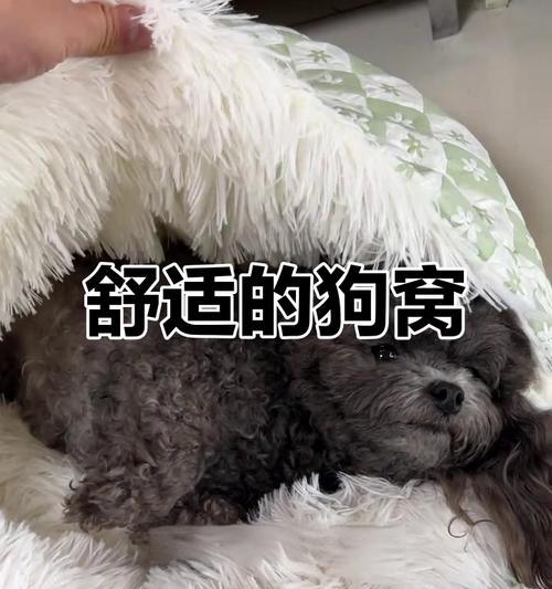 为什么狗狗不喜欢睡在狗窝里？（狗心作祟还是真的不喜欢？）(图4)