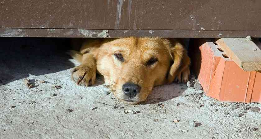 为什么狗狗不喜欢睡在狗窝里？（狗心作祟还是真的不喜欢？）(图3)
