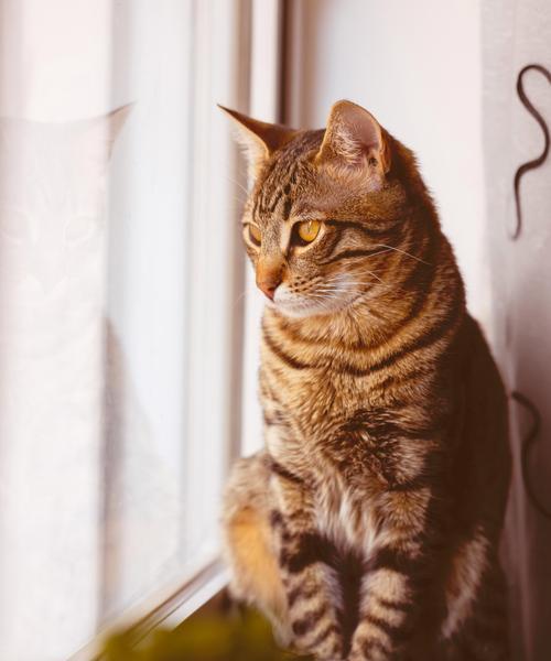 猫咪咳嗽的十个致命原因（保护您的猫咪免受咳喘威胁）(图1)