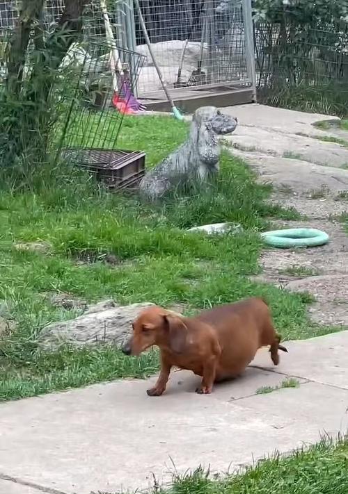 母狗怀孕的症状及注意事项（探究母狗怀孕的迹象与保健要点）(图3)