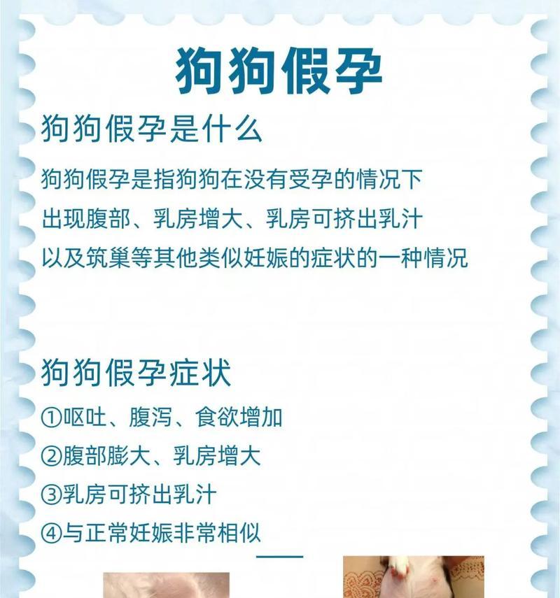母狗怀孕的症状及注意事项（探究母狗怀孕的迹象与保健要点）(图2)