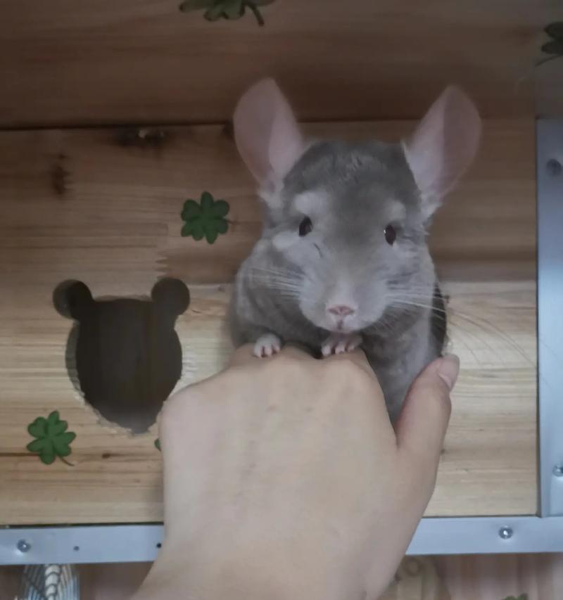 新生龙猫何时睁眼？（探究龙猫的眼睛发育过程及关键因素）(图1)