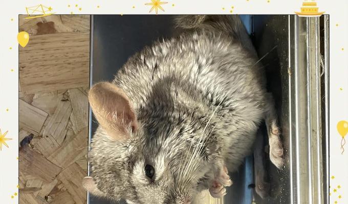 新生龙猫何时睁眼？（探究龙猫的眼睛发育过程及关键因素）(图3)