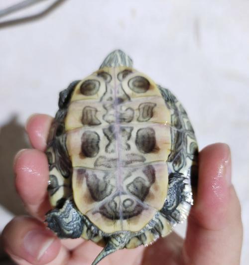 如何辨别新生小狗的性别（简单技巧帮你分辨母狗和公狗）(图2)