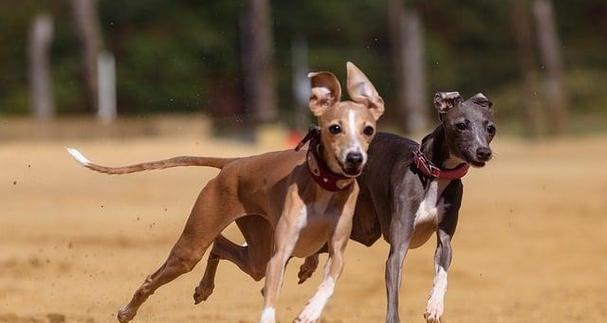 灵缇犬（不可思议的速度与温柔性格的完美结合，灵缇犬让你惊叹！）(图1)