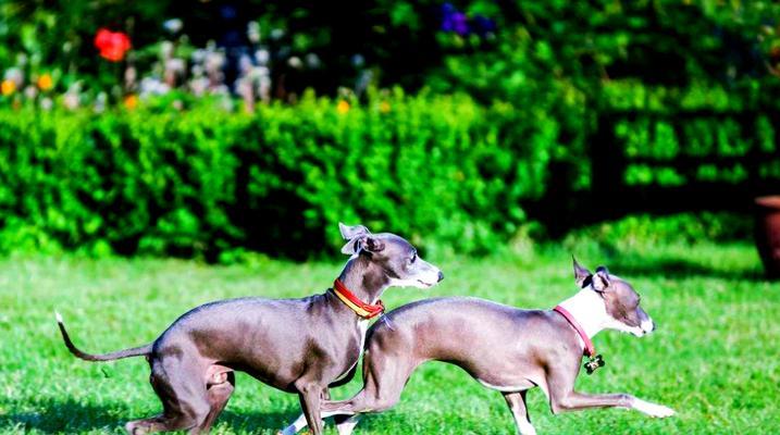 灵缇犬（不可思议的速度与温柔性格的完美结合，灵缇犬让你惊叹！）(图3)