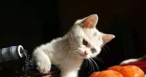 阿比西尼亚猫能吃哪些水果？（了解阿比西尼亚猫饮食偏好，为它们提供合适的水果。）(图2)
