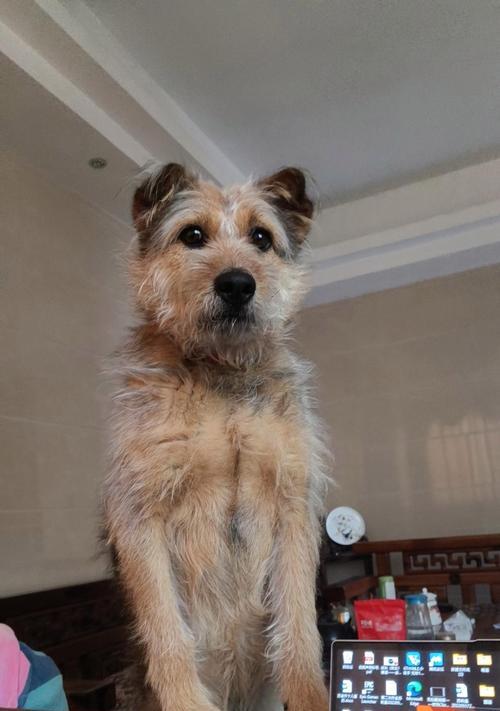 我家的串串狗——优点不输纯种狗（串串狗的可爱特点和优势）(图3)