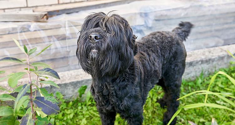 探索黑毛犬的世界（揭秘黑毛犬的品种及特点）(图2)