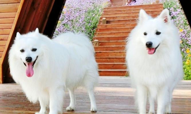 银狐犬的价格及喂养训练方法（银狐犬价格分析、喂养训练要点一网打尽）(图1)