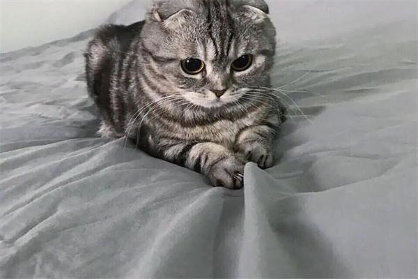 猫咪常见的坏习惯及应对方法(图1)