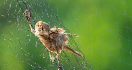 捕鸟蛛饲养超级指南（解答新手常见问题，助你成功养护捕鸟蛛）(图1)