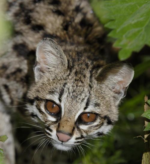 安吉拉猫的成年期（探寻安吉拉猫成长的秘密与时间规律）(图2)