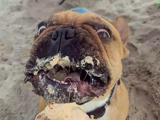 斗牛掉毛严重的几大常见原因（了解斗牛掉毛的原因，让你的宠物更健康）(图1)