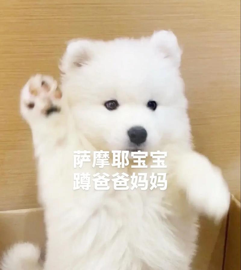 萨摩耶认识主人需要多长时间？（探寻萨摩耶与主人之间的默契）(图2)