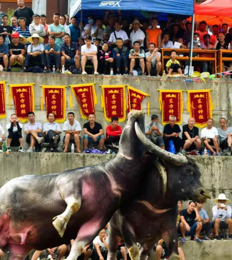 斗牛掉毛严重的几大常见原因（了解斗牛掉毛的原因，让你的宠物更健康）(图3)