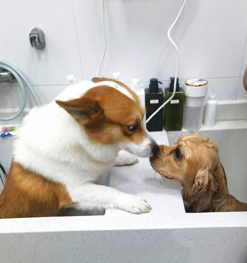 小泰迪洗澡频率揭秘（小泰迪洗澡的最佳频率及注意事项）(图1)