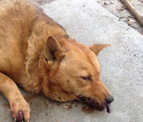 狗狗吐血，五种可能的原因及解决方法（了解吐血颜色对狗狗健康的重要性）(图1)