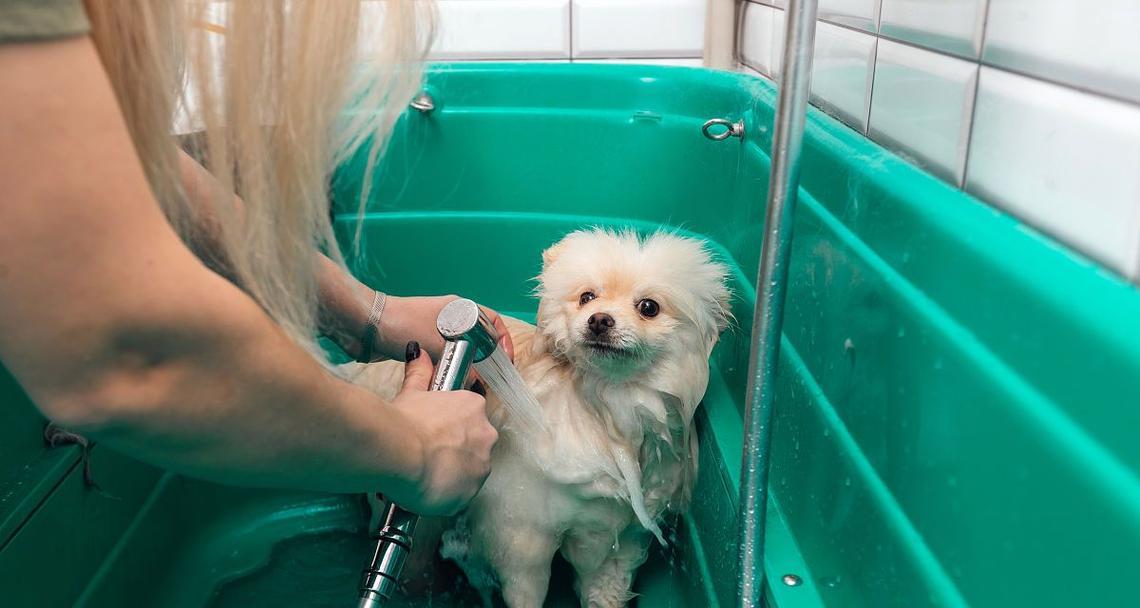 狗狗的洗澡时间和频率（了解狗狗洗澡的最佳时间和合理频率）(图2)