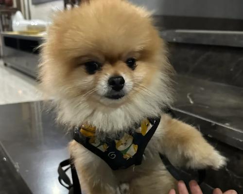 以俊介的毛发护理频率探析（毛发剪裁的关键与技巧）(图3)