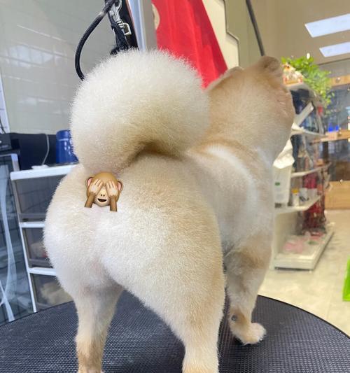 以俊介的毛发护理频率探析（毛发剪裁的关键与技巧）(图2)