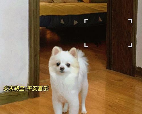 以俊介的毛发护理频率探析（毛发剪裁的关键与技巧）(图1)