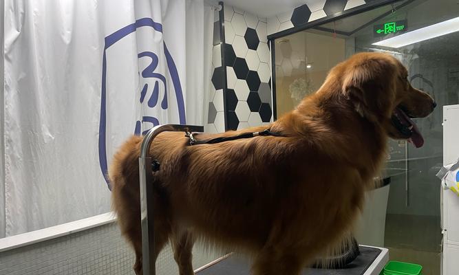 金毛配种后多久可以看出怀孕情况（从交配到妊娠，金毛犬的孕育周期及可观察的体征）(图2)