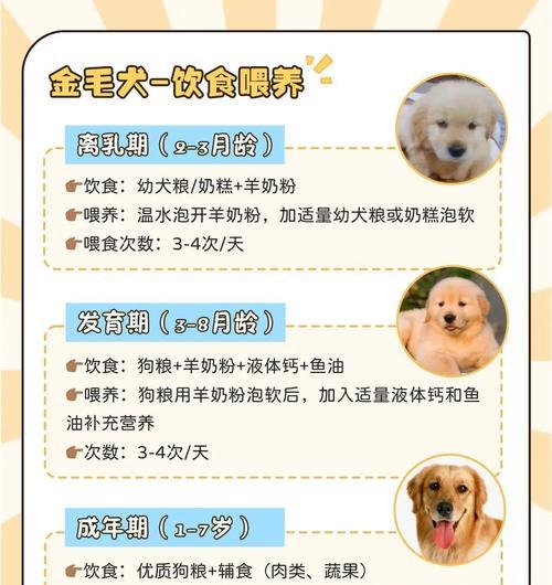 金毛配种后多久可以看出怀孕情况（从交配到妊娠，金毛犬的孕育周期及可观察的体征）(图4)