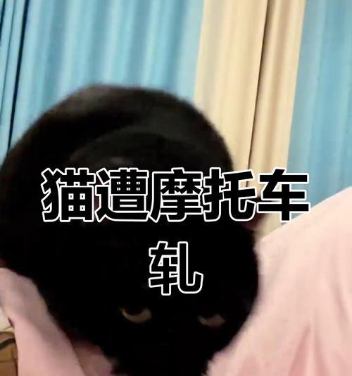 猫摔内伤的生死攸关（摔伤致命一刻，关键是速治）(图1)