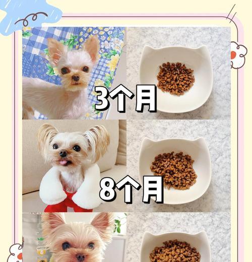 金毛配种后多久可以看出怀孕情况（从交配到妊娠，金毛犬的孕育周期及可观察的体征）(图1)