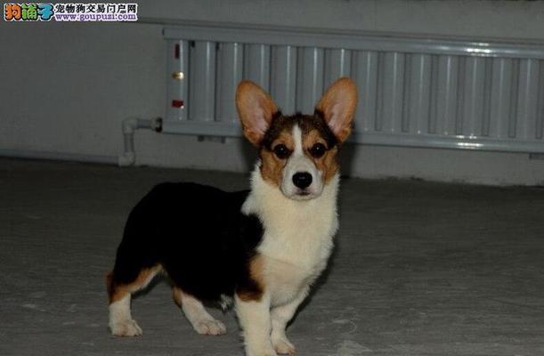柯基的分类与颜色无关（为何以三色柯基比双色贵？）(图3)