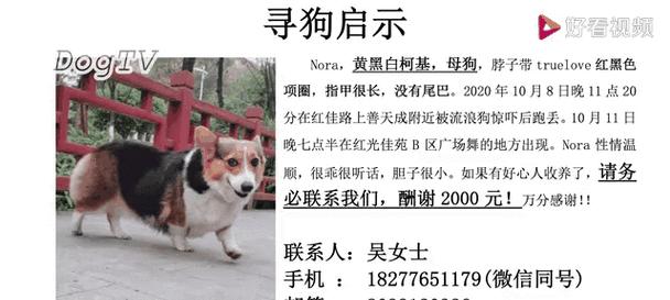 柯基的分类与颜色无关（为何以三色柯基比双色贵？）(图2)