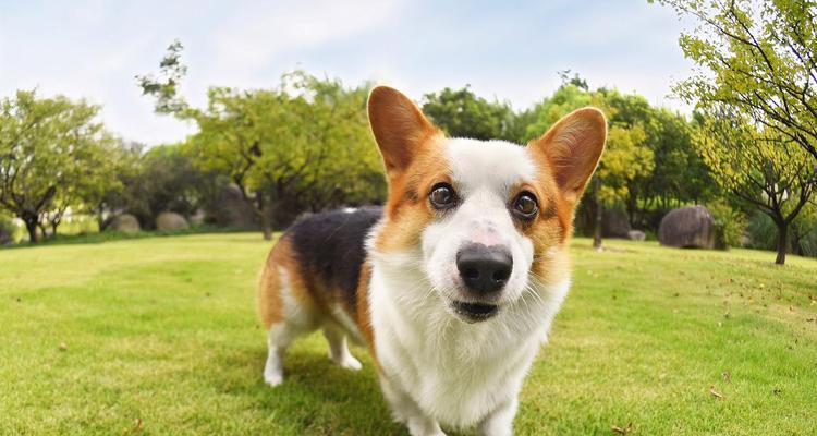 柯基的分类与颜色无关（为何以三色柯基比双色贵？）(图1)