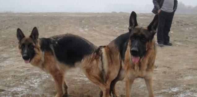 狗狗配种需要多久才能看到变化？（探讨狗狗配种后身体和行为上的变化，了解所需时间）(图1)