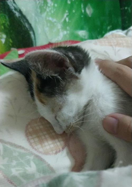 猫摔内伤的生死攸关（摔伤致命一刻，关键是速治）(图3)