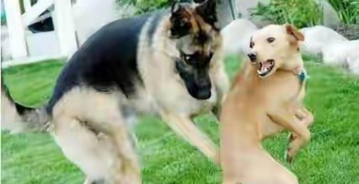 狗狗配种需要多久才能看到变化？（探讨狗狗配种后身体和行为上的变化，了解所需时间）(图3)