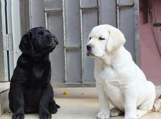 拉布拉多狗性成熟所需时间（探究拉布拉多狗性成熟的时间周期及影响因素）(图1)