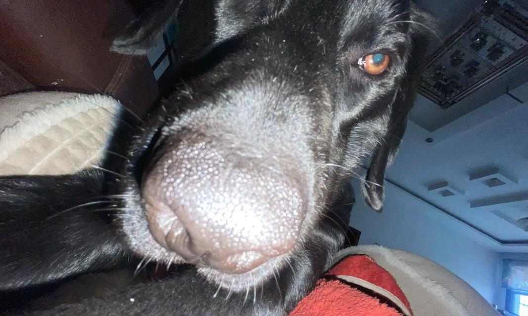 拉布拉多狗性成熟所需时间（探究拉布拉多狗性成熟的时间周期及影响因素）(图2)